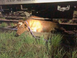 Nocne potrącenie na torowisku w Bierutowie. Pod kołami pociągu uwięzione zostały dwie krowy 