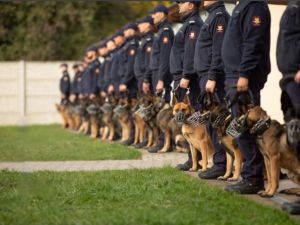 21 nowych psów służbowych wspomoże funkcjonariuszy Straży Ochrony Kolei w codziennej służbie. 