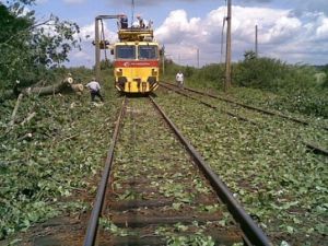 Drzewa przy liniach kolejowych zostaną uratowane