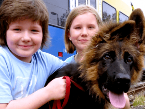 Koleje Śląskie: 1 lipca zabierzesz za darmo w podróż psa!
