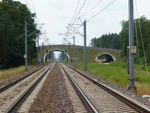Linia Poznań – Szczecin łaskawa dla żaby, lisa i jelenia