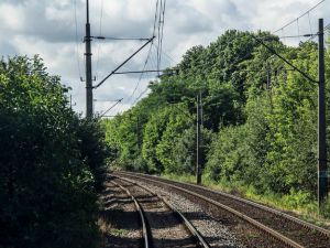 UTK: należy przestrzegać przepisów o usytuowaniu drzew w pobliżu kolei