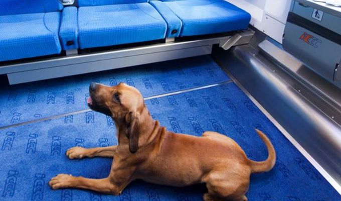 Bilet PKP IC dla psa, na rower i duży bagaż dostępny online